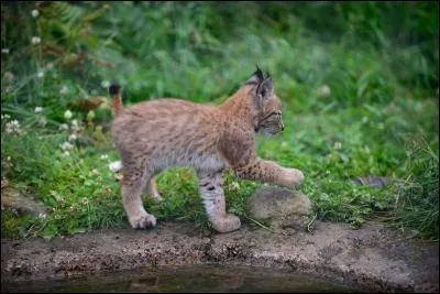 Certains m'appellent loup-cervier, mais j'ai un autre nom !