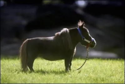 Qui est Thumbelina ?