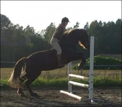 Le record de saut d'obstacle sans selle existe-t-il ?
