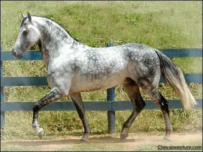 Comment appelle-t-on la robe du cheval ?