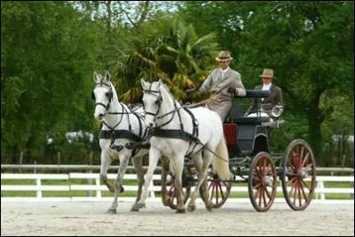 Quelle est cette discipline &eacute;questre ?