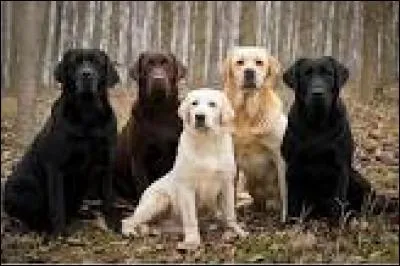 A quelle race appartiennent ces chiens ?