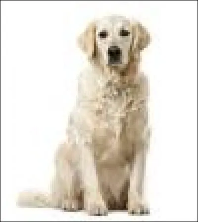 Quelle est la race de ce chien ?