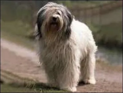 A quelle race appartient ce chien de berger ?