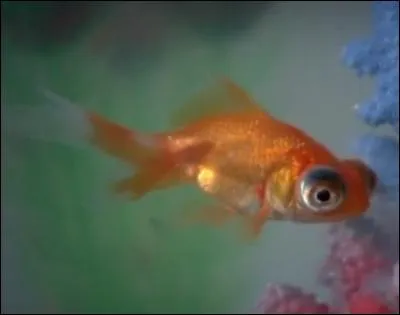 Comment Cléo a-t-elle fait pour nettoyer l'aquarium de son poisson rouge appelé Hector ?