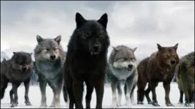 Qui est le chef de la meute des loups Quileutes ?