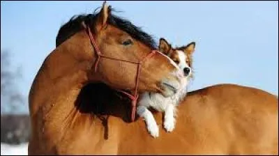 Comment s'appelle le cheval qu'a Wendy en DP ?