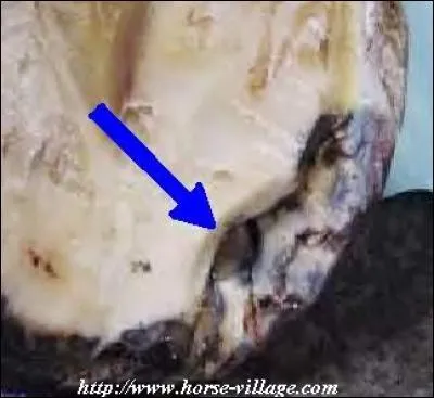 Comment s'appelle cette maladie ?