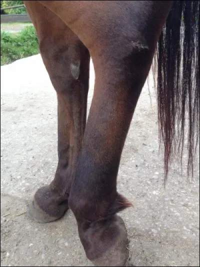 Comment se nomme cette partie ?