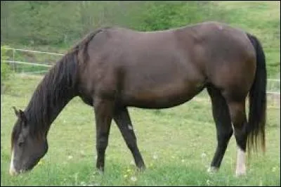 Quelle est la couleur de la robe de ce cheval ?