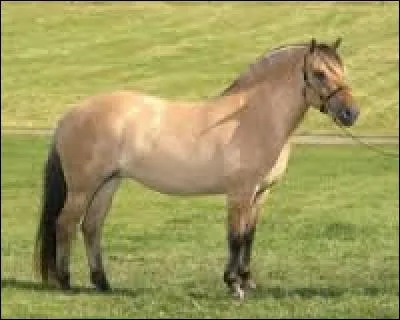 Quelle est la race de ce cheval ?