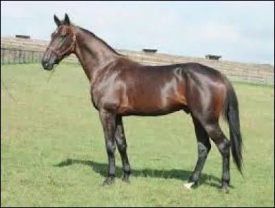 Quelle est la race de ce cheval ?