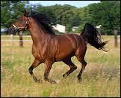 Quiz Galop 2
