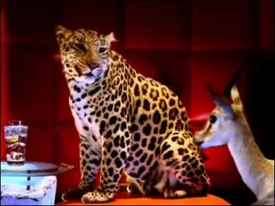 Lors d'une campagne publicitaire en 1999, quelle marque a pris un léopard appelé Clive ?