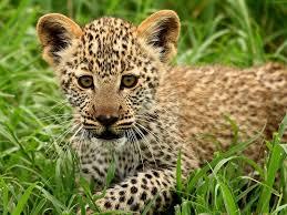 Quiz Animaux