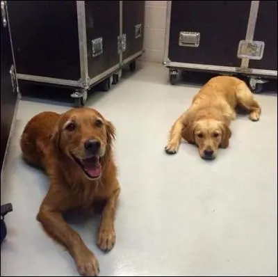 Comment se nomment ses chiens ?