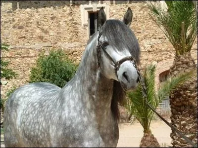 La robe de ce cheval s'appelle :