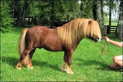 Cette race de cheval s'appelle :