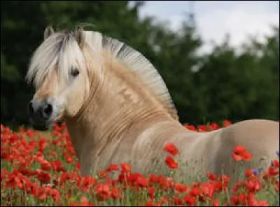 Quelle est la race de ce cheval ?