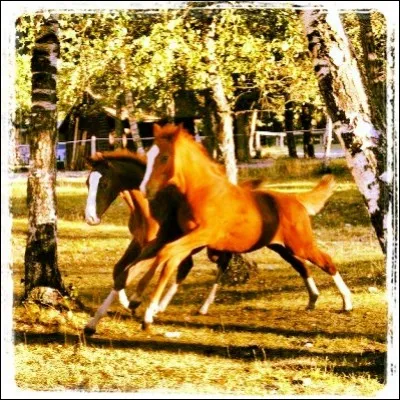 Y a-t-il des vaccins ? Si oui, comment sont-ils administrés ?