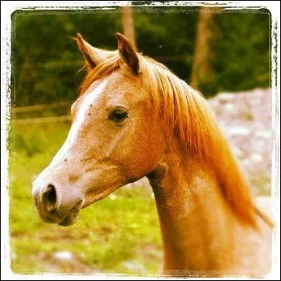 Laquelle de ces figures n'existe pas ?