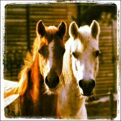 Où se trouve généralement le transpondeur électronique, aussi appelé puce ?