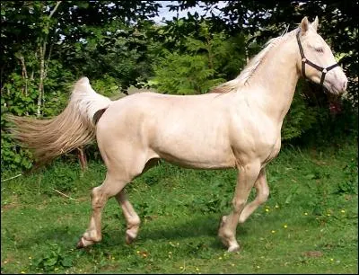 De quelle couleur est ce cheval ?