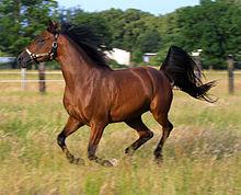 Quiz Galop 2