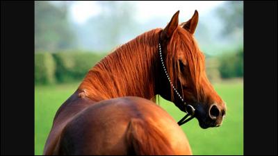 Comment s'appellent les chevaux marron ?
