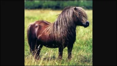 Quelle est cette race ?