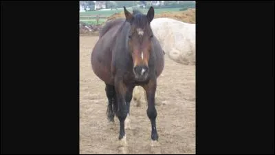 Une jument garde son poulain... dans son ventre.