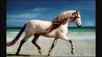 Comment s'appellent les chevaux que l'on prend pour partir en balade ?