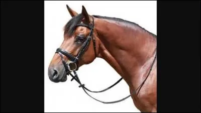 Comment s'appelle la partie du filet que l'on met sous la gorge du cheval ?