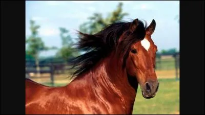 Pour qu'on puisse le monter, le cheval doit être âgé de :