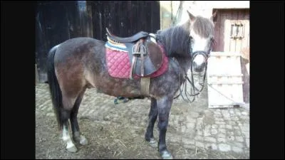 Comment s'appelle ce qu'on met sur le dos du cheval quand on le monte ?