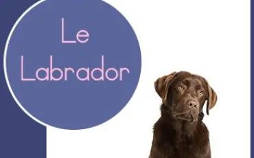 Quiz Races de chiens