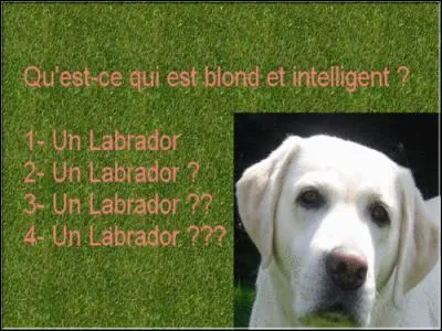 Qu'est-ce qui est blond, noir ou brun et qui est intelligent ?