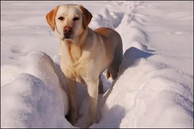 Le labrador aime-t-il l'eau ?