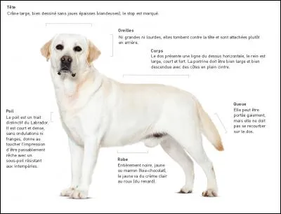 Le labrador a-t-il une partie de son corps qui est sensible ?