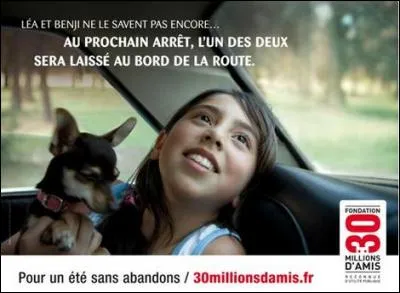 Qu'arrive-t-il aux animaux après leur abandon ?