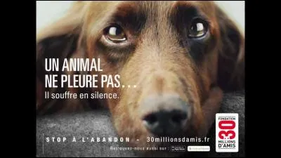 Combien d'animaux sont abandonnés chaque année ?