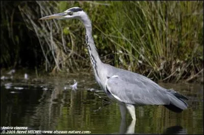 Parmi ces animaux, certains sont protégés, lequel est chassable ?