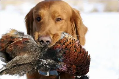 La chasse a inspiré certains écrivains. Qui est l'auteur du "roman de Miraut chien de chasse" ?