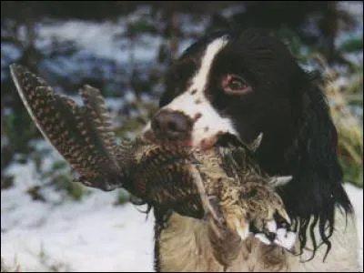 Parmi ces chiens d'arrêt anglais, trouvez "le setter gordon".