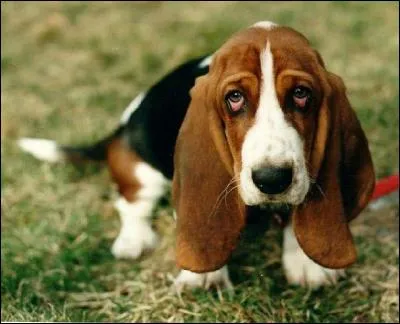 Les bassets peuvent être des chiens courants. Où est le"basset Hound" ?
