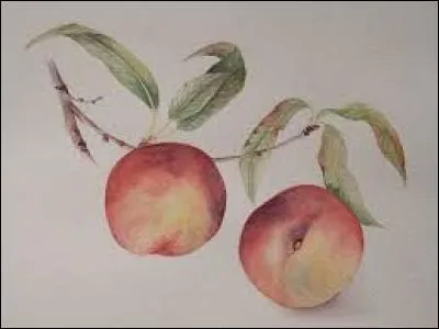 En psychanalyse, le moi :