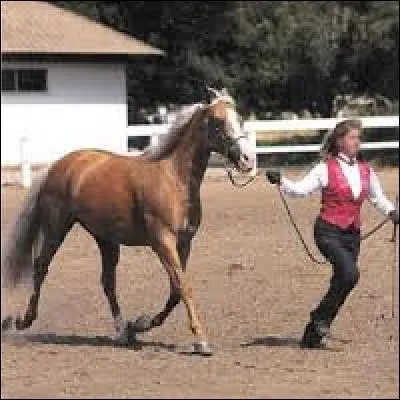 Pour la présentation d'un cheval en main, la présentation au pas, puis au trot, s'effectue :