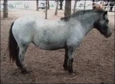 Quelle est la robe de ce cheval ?