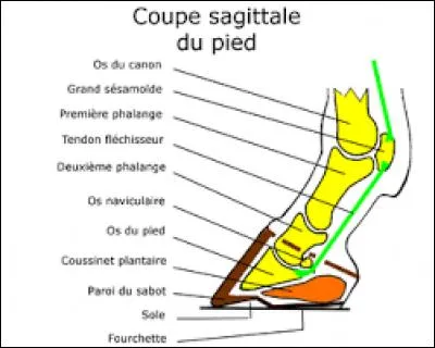 Comment se nomme cette partie du squelette ?