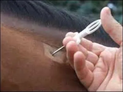 Chez le cheval, l'implantation d'un transpondeur électronique est faite dans :